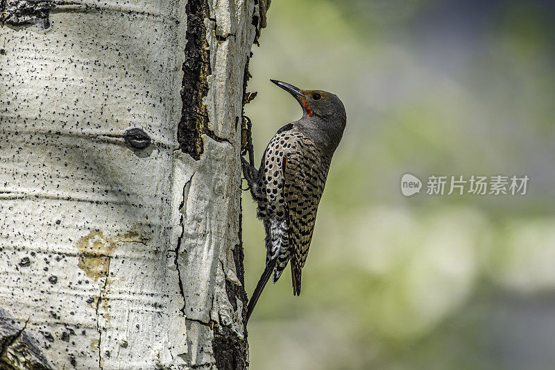 北方闪烁啄木鸟(Colaptes auratus)是在黄石国家公园筑巢的啄木鸟家族的一个中型成员。鸟巢的建筑。